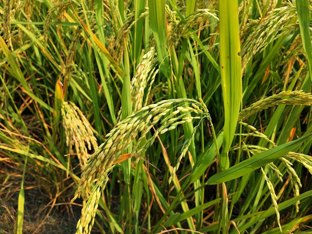 Risaie e filiera agricola